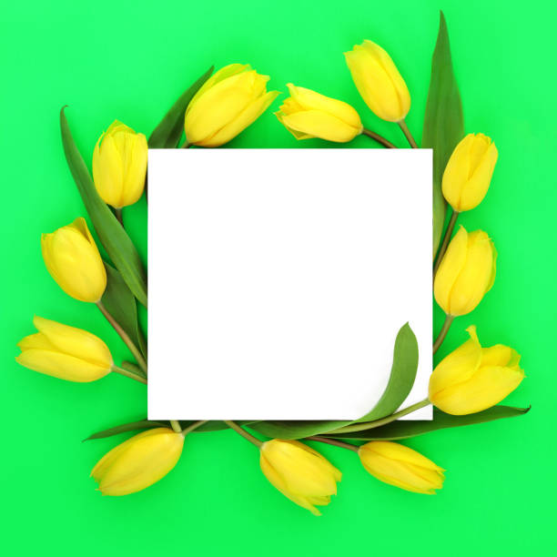 flor de tulipán de primavera corona abstracta en forma cuadrada - equinoccio de primavera fotografías e imágenes de stock