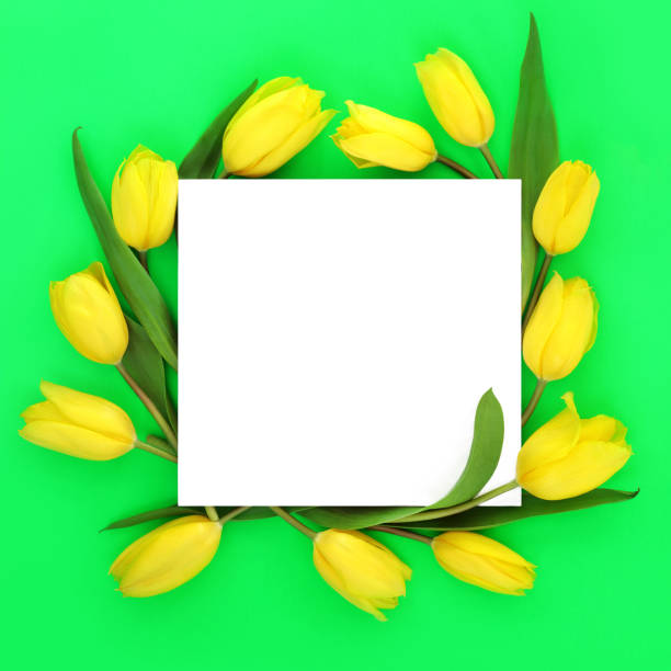 Spring yellow tulip flower square shaped wreath on vivid green background. Abstract Easter, Springtime and Mothers Day composition. Flat lay, top view, copy space