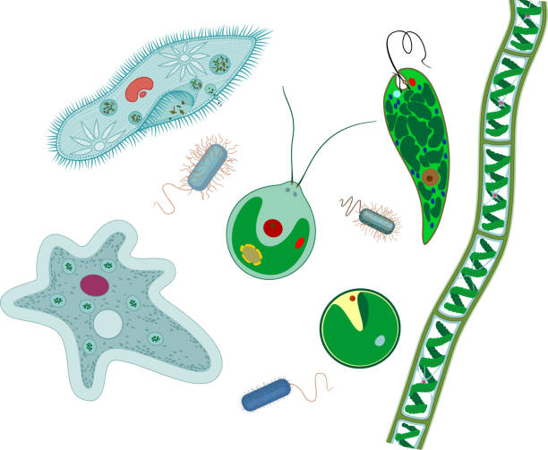 istock Set of microscopic unicellular organisms: protozoa (Paramecium caudatum, Amoeba proteus, Chlamydomonas, Euglena viridis), green algae (Chlorella, Spirogyra) and bacteria isolated on white background 1362385759