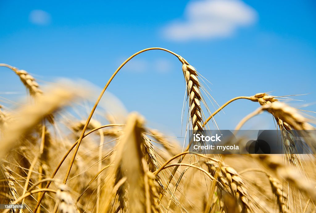 close up of ripe wheat ears against sky close up of ripe wheat ears against sky. soft focus Agricultural Field Stock Photo