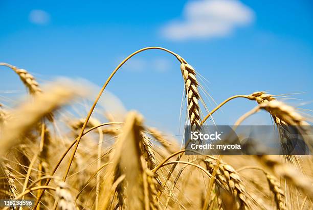 Close Up Of Ripe Wheat Ears Against Sky Stock Photo - Download Image Now - Agricultural Field, Agriculture, Beauty In Nature