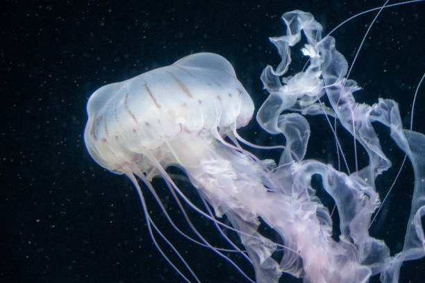 istock Jellyfish in the deep sea 1362386021