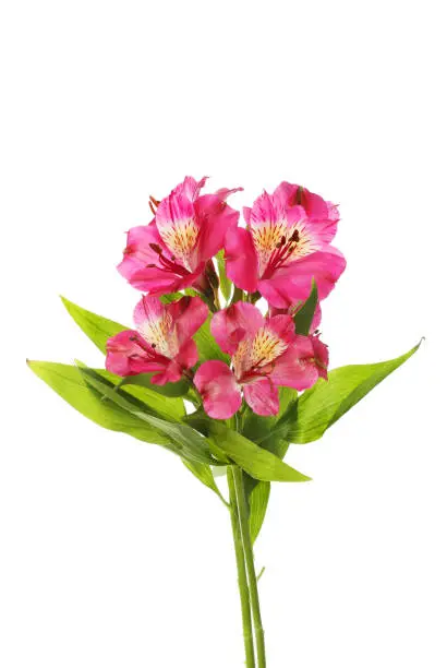 Bunch of alstroemeria flowers isolated against white