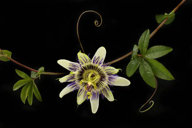 Passion flower and foliage isolated against black