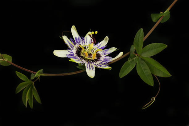 Passion flower and foliage isolated against a black background