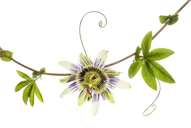 Passion flower and foliage isolated against white