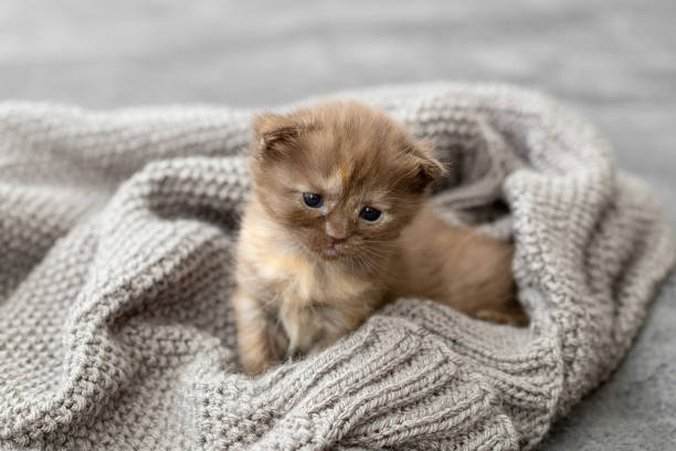 istock Small newborn kittens of the British breed 1362387314