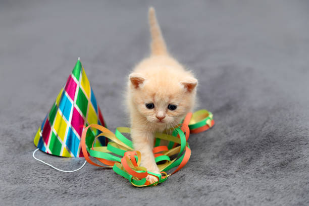 istock Little British kitten plays with a serpentine. Festive background 1362387366