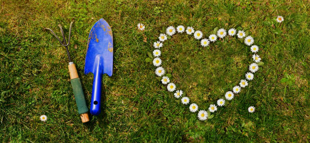 istock grass and dirt with heart shaped daisies 1362387460