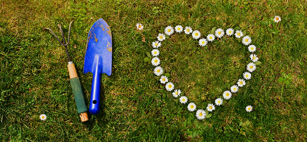 Daisies flowers grass above shovel peat potting soil