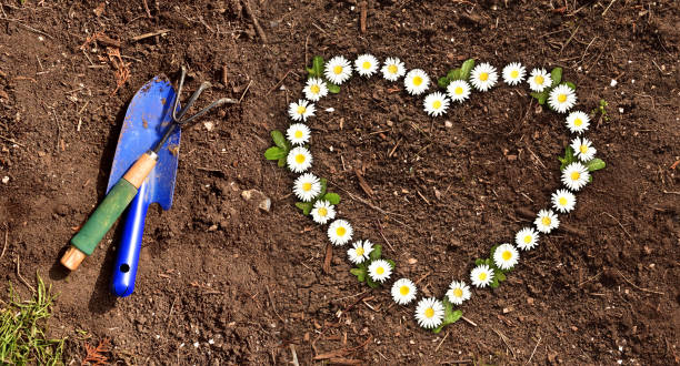 grama e sujeira com margaridas em forma de coração - gardening shovel digging flower bed - fotografias e filmes do acervo