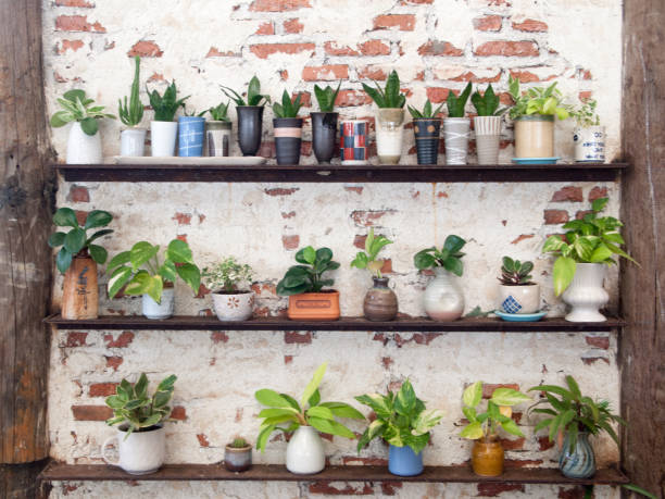 istock A wall of potted plant 1362388121