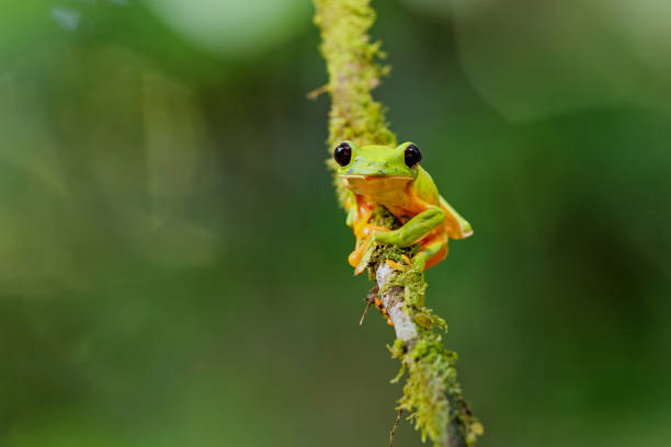 istock The gliding tree frog in Costa Rica. 1362388183