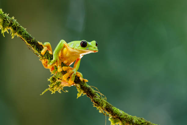 istock The gliding tree frog in Costa Rica. 1362388186
