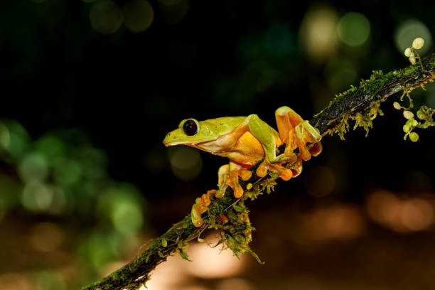 istock The gliding tree frog in Costa Rica. 1362388193