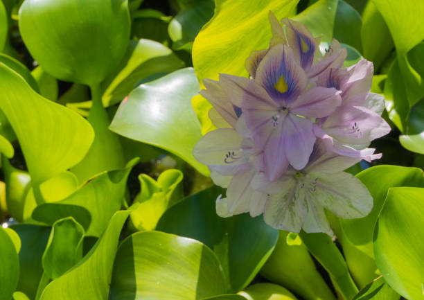 istock Purple Water Hyacinth 1362388401