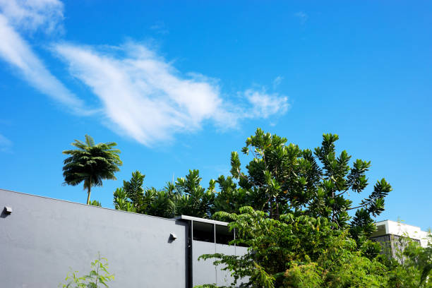 Tropical trees surrounding modern residential homes in Bangkok Chatuchak