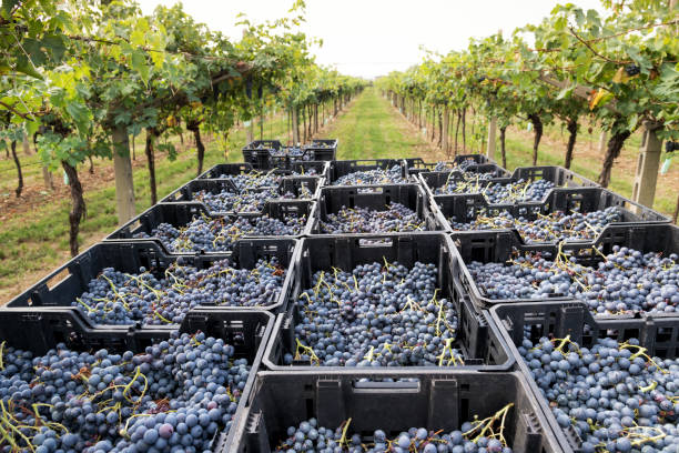 istock Containers with fresh ripe grape in farm in daytime 1362390815