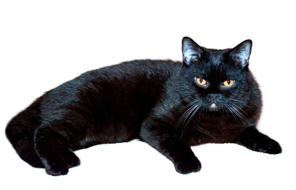 istock Scottish straight black cat portrait 1362390920