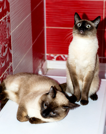 seal point married couple Siamese cat and cat in the bathroom, cats, kittens and cats in the house, pets their photos and their life