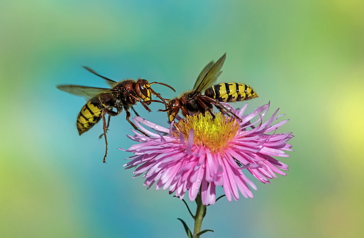 Two hornets on asters,Eifel,Germany.
Please see more similar pictures of my Portfolio.
Thank  you!