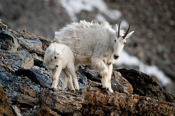 istock Mountain Goats in Montana 136239230