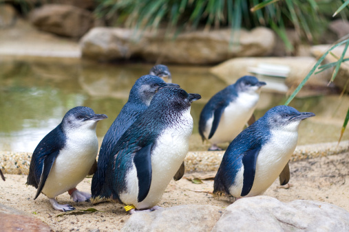 The Little Penguin (Eudyptula minor) is the smallest species of penguin. The penguin is found on the coastlines of southern Australia and New Zealand, with possible records from Chile.