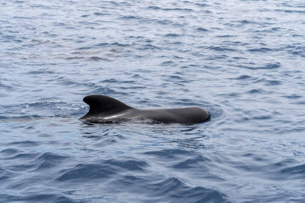 Short-finned pilot whales at Tenerife coast Small group of short finned pilot whales - Globicephala macrorhynchusswimming - at Costa Adeje, Tenerife island, Canary islands globicephala macrorhynchus stock pictures, royalty-free photos & images