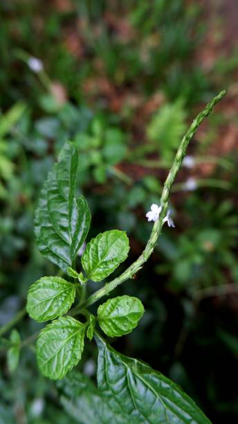 istock Beautiful green leaves 1362392949