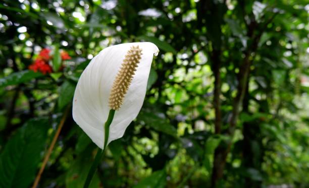 istock The beauty of white flower 1362393025