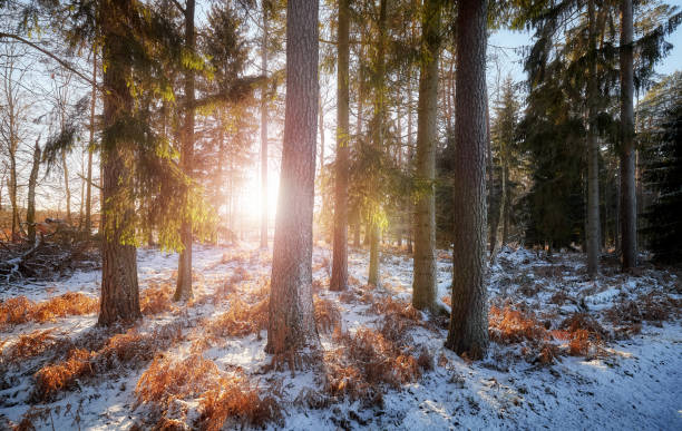 istock Forest at sunset, beautiful winter landscape. 1362393036