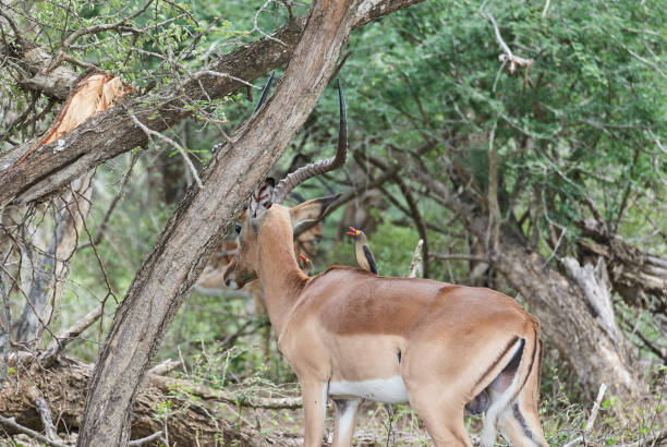 istock territorial Impala ram in african landscape 1362393043