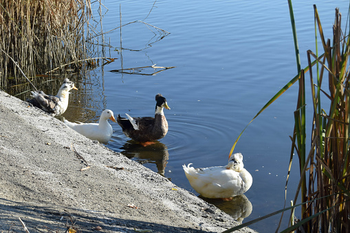 Four ducks on the lake in the sunlight.