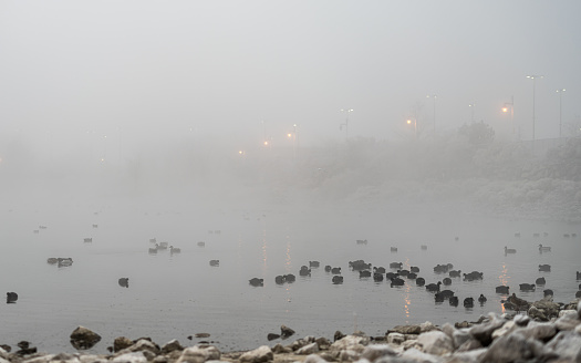 Ducks and geese swimming on a fog covered lake at sunrise.
