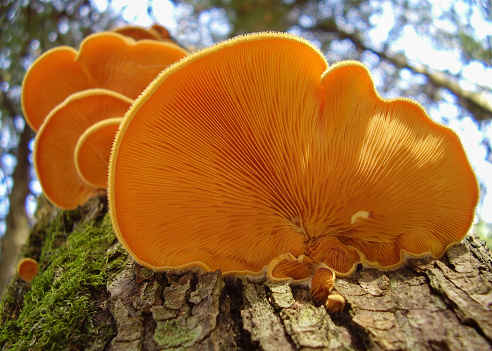 Orange color oyster mushrooms growing on tree seen from low angle viewpoint