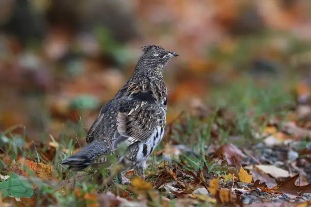 Photo of Closeup of Ruffed Grouse partridge on the ground with autumn leaves