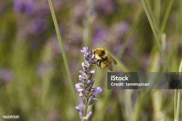 꿀벌 0명에 대한 스톡 사진 및 기타 이미지 - 0명, 곤충, 공중