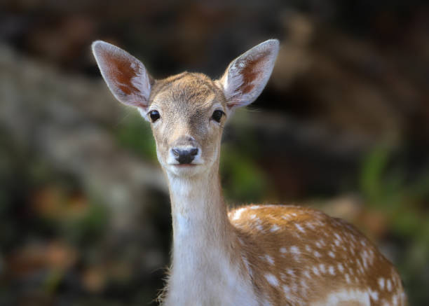 istock White-tailed deer fawn closeup portrait in forest 1362393202