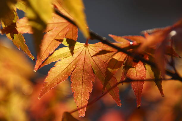 istock leaves of autumn 136239338