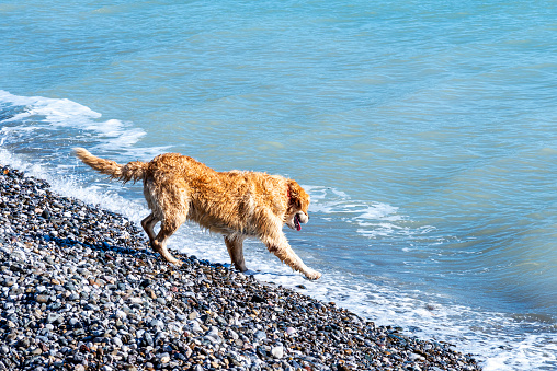 Cute male Golden Retriever dog standing in the sea on the shore. One dog is playing with waves on the seashore.