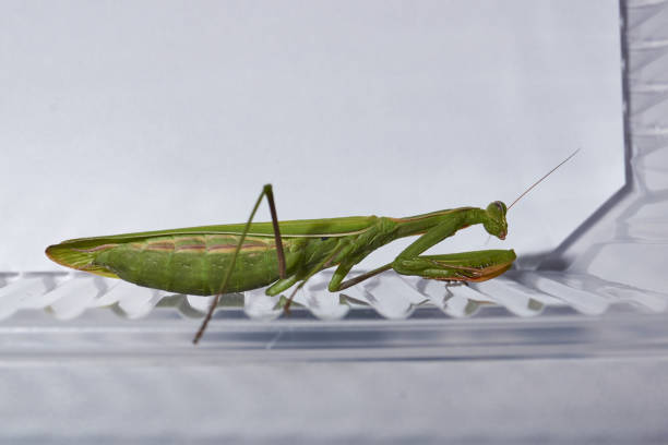 istock Ordinary  mantis (lat. Mantis religiosa) is waiting for prey to appear close for a throw 1362393845