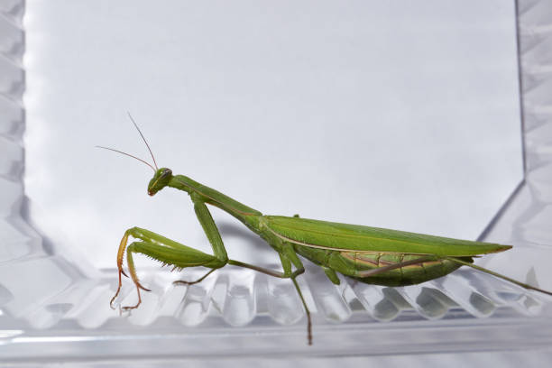 istock Ordinary  mantis (lat. Mantis religiosa) is waiting for prey to appear close for a throw 1362393850