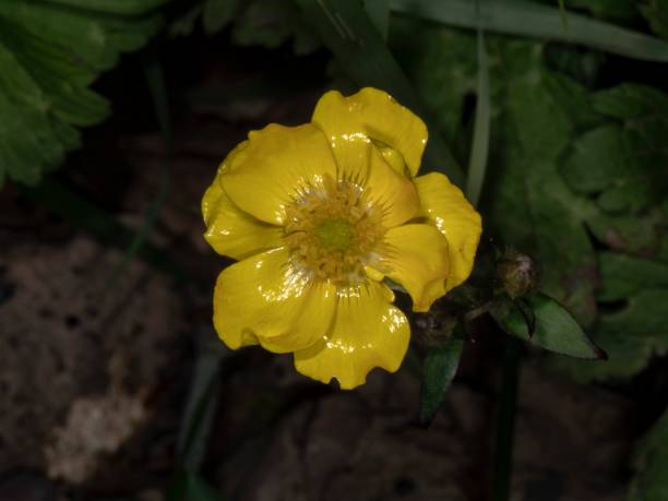 istock Wet Bulbous Buttercup. 1362393878