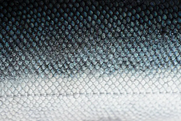 Photo of Salmon scales with blue and white