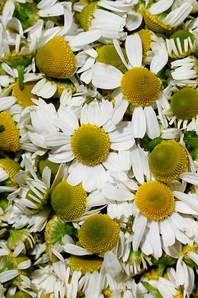 istock A bunch of freshly picked chamomile 136239616
