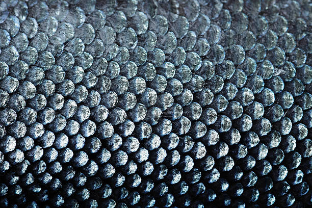 salmon scale Macro Coho Salmon Scale metallic photos stock pictures, royalty-free photos & images
