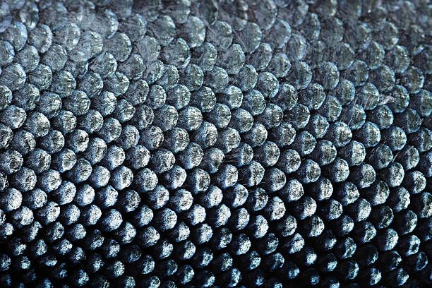 Salmon Scale Stock Photo - Download Image Now - Fish, Animal Scale