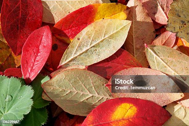 Autumn Черничный Листья — стоковые фотографии и другие картинки Абстрактный - Абстрактный, Без людей, Влажный