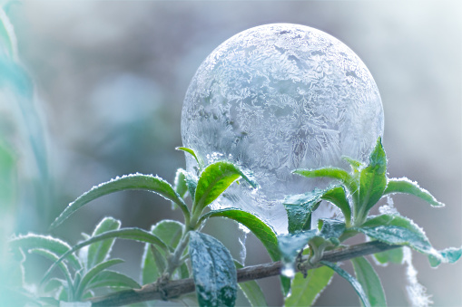 A wintry image showing a frozen soap bubble on a branch.