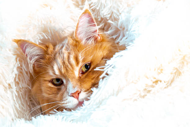 istock Close up of a Maine Coon cat 1362397203